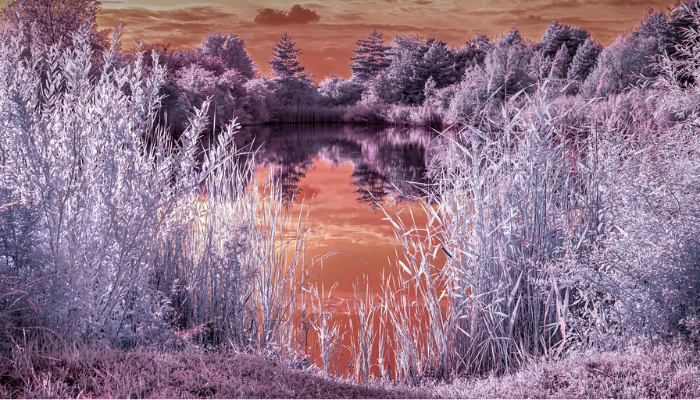 03 Lakeside forest as seen through an infrared camera lens 03 Lakeside forest as seen through an infrared camera lens