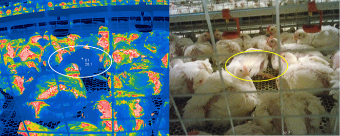 02 Detection of sick chickens in chicken farms 02 Detection of sick chickens in chicken farms