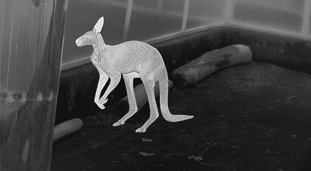 Seeing the Unseen: How Raytron Thermal Imaging Powers Global Wildlife Protection