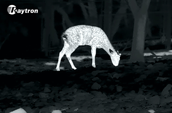 Guarding the Wild 24/7: How Infrared Thermal Camera is Saving Endangered Species in Total Darkness